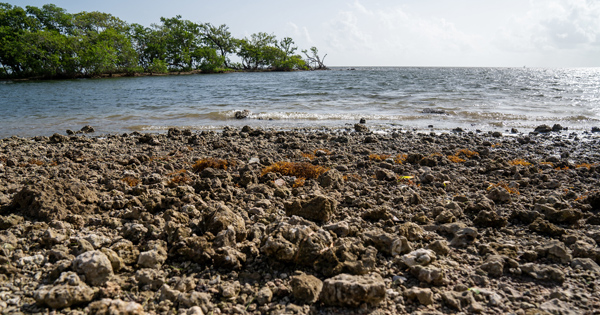 Rocky shoreline beside coastal waters with mangrove trees in the background