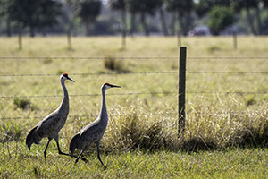 birds walking near fence