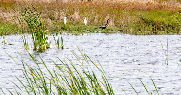 two birds standing in wetland