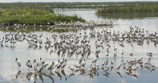 birds standing in wetland