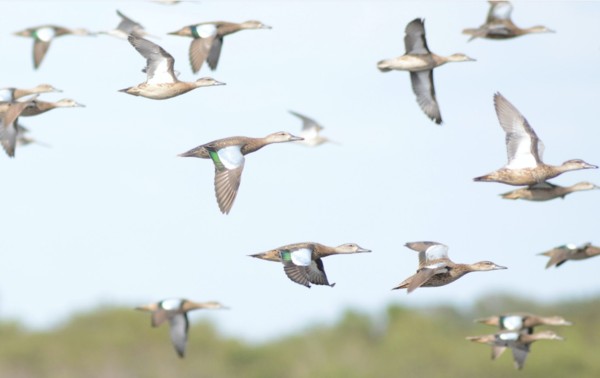 flock of ducks flying