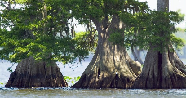 cypress trees in water