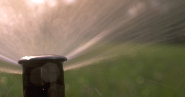 sprinkler head spraying water