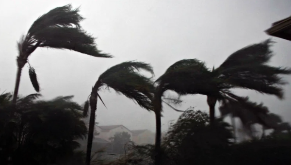 trees bending in storm