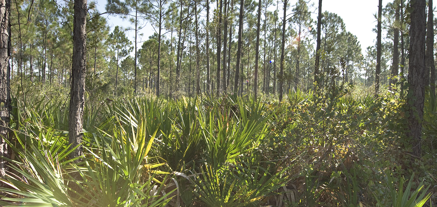 brush in forest