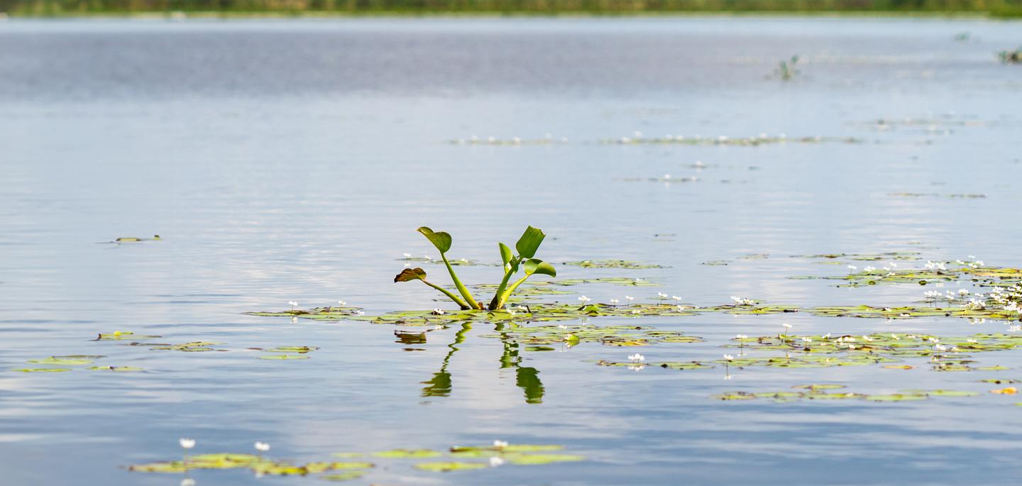 Beautiful Lake with Flowers