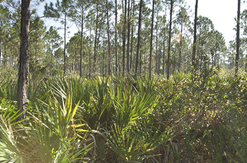 palmetto and pine tree forest