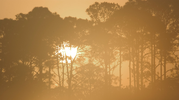 sun rising through tree canopy