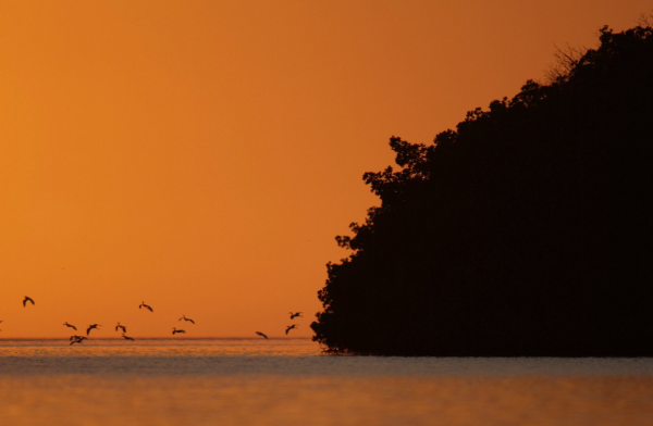 birds flying over water