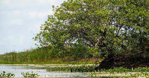 tree by waters edge