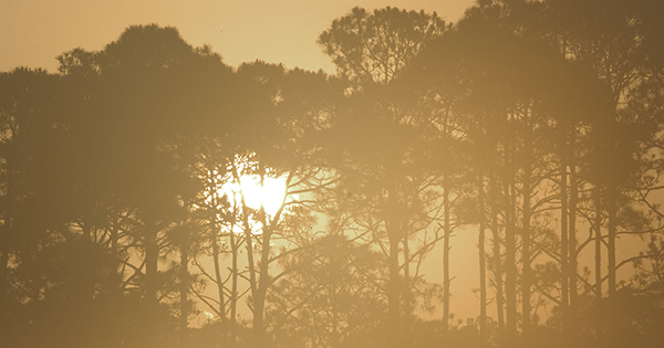 sun rising through tree line