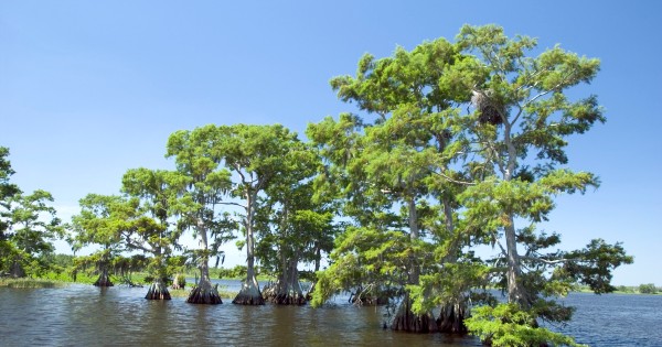 cypress trees growing in water