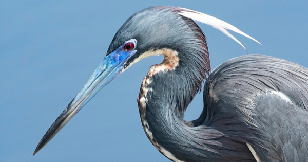 Tricolored Herron