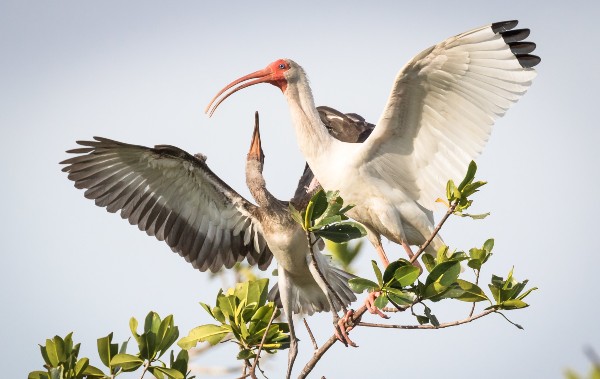 two birds in a tree