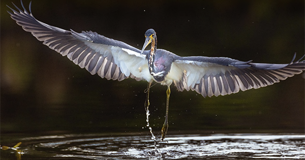 bird flying over water