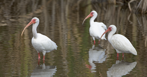 wading birds on water