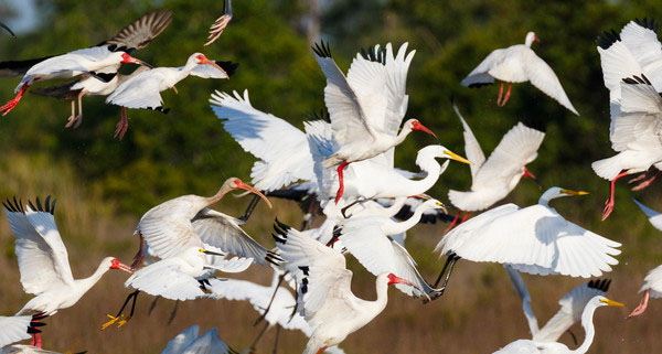 birds flying in a flock