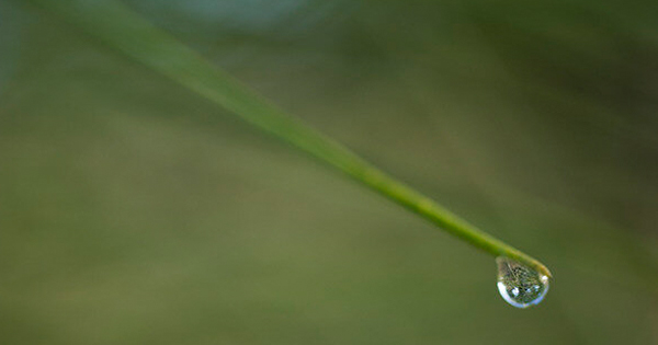 Water drop on green background