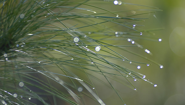 water droplets falling from plant