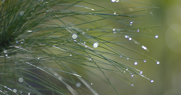 water droplets on plant