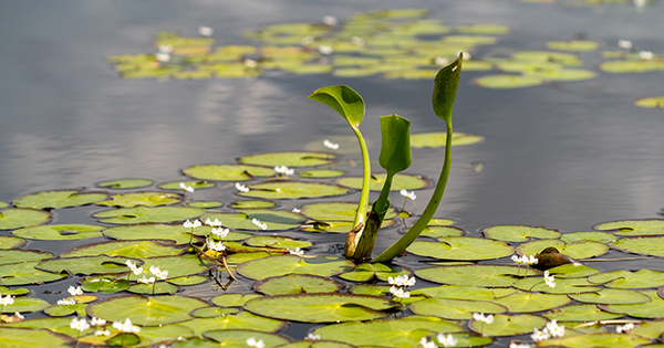 water lily with flower