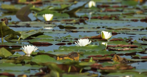 water lilies in river