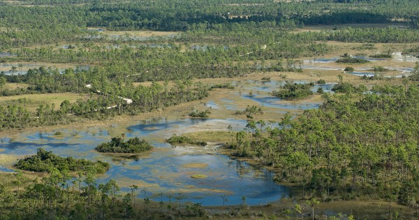 water running through wetland