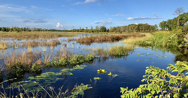 wetland