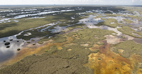 wetlands in the everglades