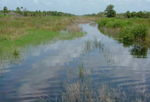 psrp wetland