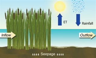 Diagram showing wetland plants filtering water with inflow, rainfall, evaporation and outflow