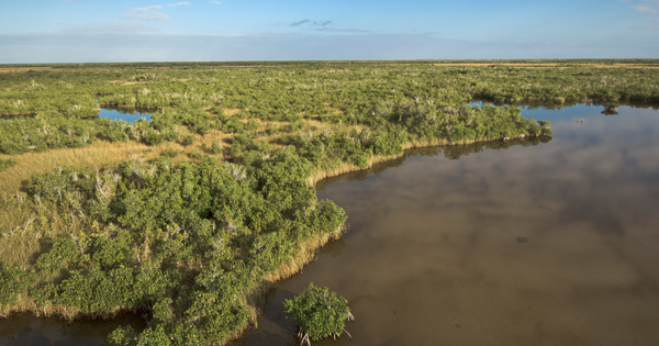 Aerial view of wetlands with mangroves and shallow water.