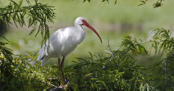 bird in a tree