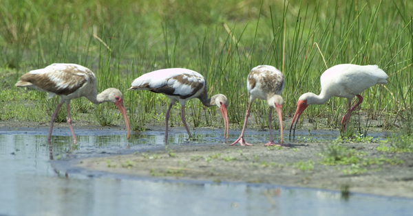 white ibis birds