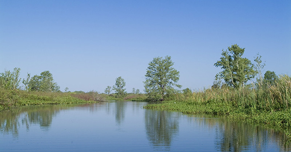 pond surrounded by trees